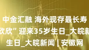 中金汇融 海外现存最长寿大熊猫“欣欣”迎来35岁生日_大皖新闻 | 安徽网